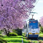 CÂND circulă TRAMVAIUL 41 și liniile de noapte în București?