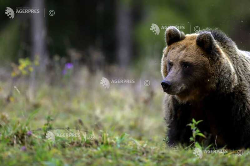 Prahova: Patrule mixte în Câmpina, după atacurile urșilor