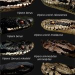 Șerpii, tot mai des pe munte! Salvamont Bihor, avertisment pentru turiști