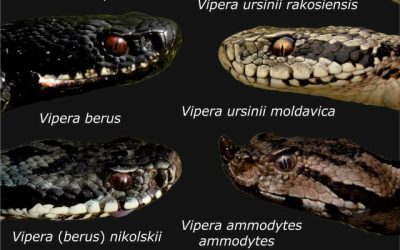 Șerpii, tot mai des pe munte! Salvamont Bihor, avertisment pentru turiști