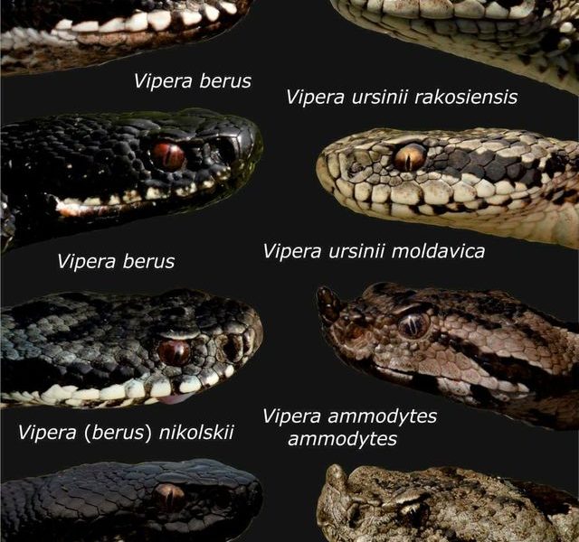 Șerpii, tot mai des pe munte! Salvamont Bihor, avertisment pentru turiști