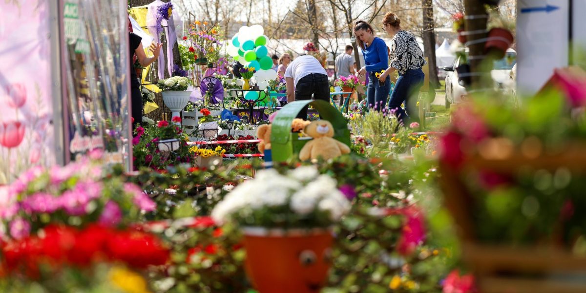 Simfonia Lalelelor, la Pitești: Florari din toată România, prezenți