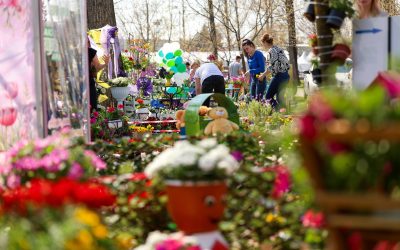 Simfonia Lalelelor, la Pitești: Florari din toată România, prezenți