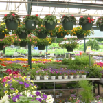 Grădinarii, alarmați! Pericol de îngheț: Ce să nu plantezi primăvara