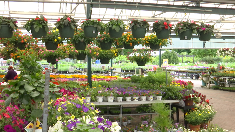 Grădinarii, alarmați! Pericol de îngheț: Ce să nu plantezi primăvara