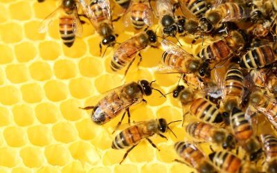 Albinele și insectele polenizatoare dispar: Pericol major pentru România și Europa