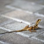 Animalele sălbatice, tot mai prezente în orașe: Cum se adaptează, dezvăluie specialiștii