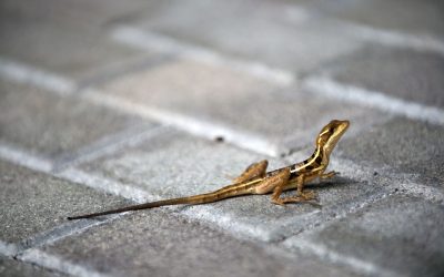 Animalele sălbatice, tot mai prezente în orașe: Cum se adaptează, dezvăluie specialiștii
