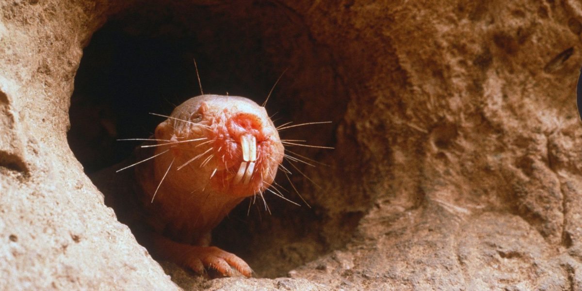 Care animal NU folosește limba? Test de cultură generală!