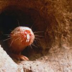 Care animal NU folosește limba? Test de cultură generală!