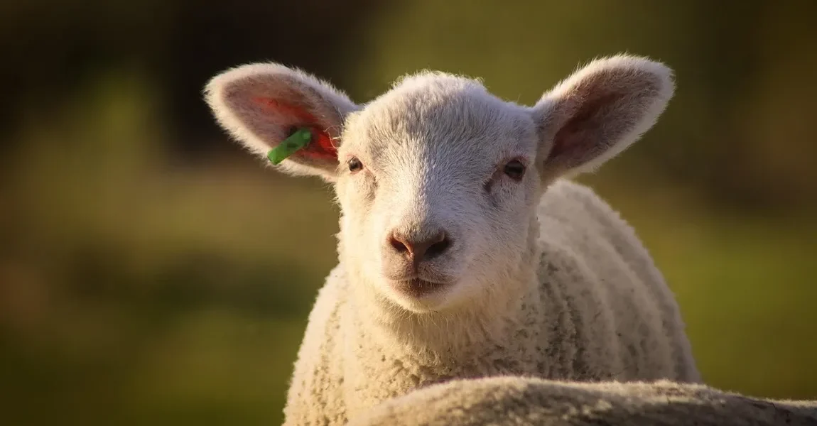 Cât costă mielul în marile magazine: O analiză comparativă a prețurilor înainte de Paște Apropierea Paștelui aduce cu sine și goana după produse tradiționale, iar carnea de miel este, fără îndoială, în centrul atenției