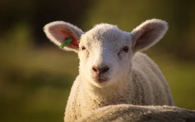 Cât costă mielul în marile magazine: O analiză comparativă a prețurilor înainte de Paște Apropierea Paștelui aduce cu sine și goana după produse tradiționale, iar carnea de miel este, fără îndoială, în centrul atenției