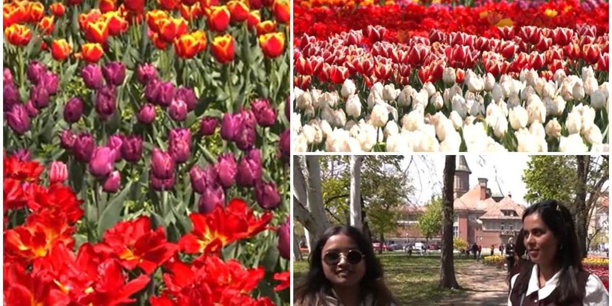 Lalelele din Timișoara atrag mii de vizitatori: Unii au venit de la 50 km!