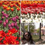 Lalelele din Timișoara atrag mii de vizitatori: Unii au venit de la 50 km!
