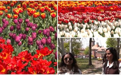 Lalelele din Timișoara atrag mii de vizitatori: Unii au venit de la 50 km!