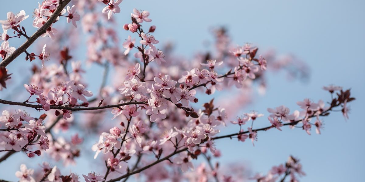 Parcurile Bucureștiului, înflorit: O Duminică a Floriilor în imagini În Duminica Floriilor, parcurile din capitală au îmbrățișat o explozie de culoare și viață, oferind un spectacol vizual deosebit