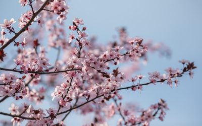 Parcurile Bucureștiului, înflorit: O Duminică a Floriilor în imagini În Duminica Floriilor, parcurile din capitală au îmbrățișat o explozie de culoare și viață, oferind un spectacol vizual deosebit