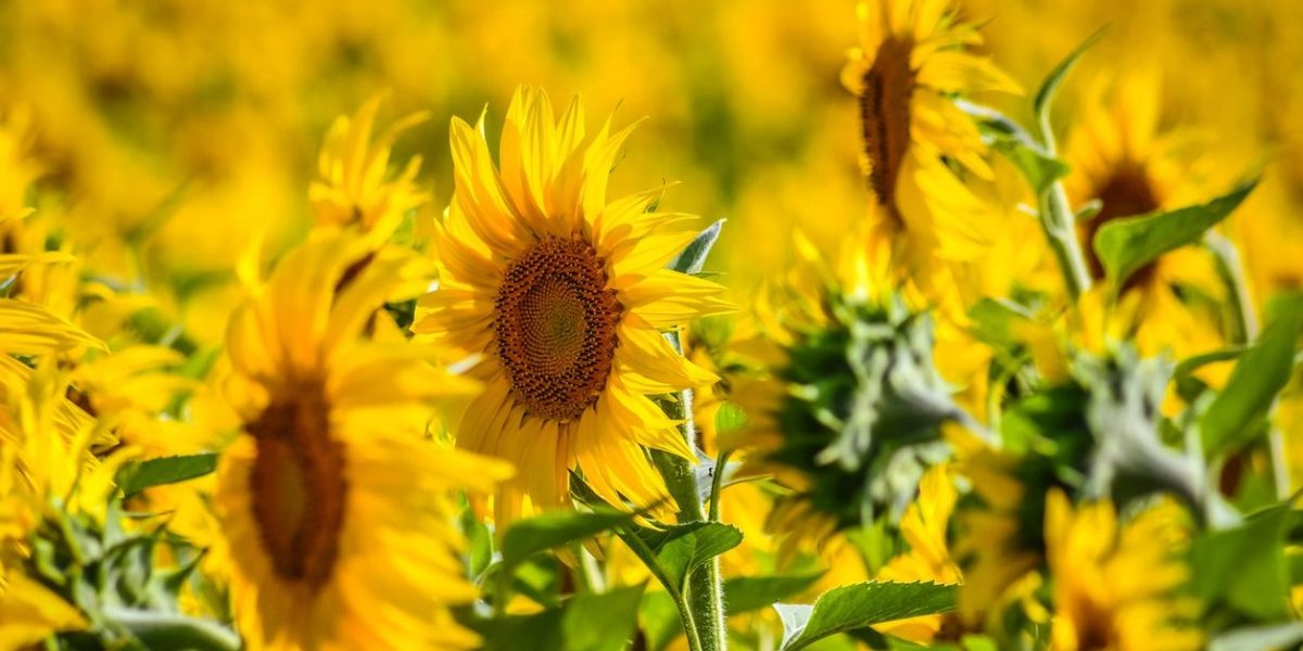 Producție record de floarea soarelui în România: Agricultorii jubilează