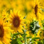 Producție record de floarea soarelui în România: Agricultorii jubilează