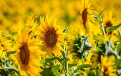 Producție record de floarea soarelui în România: Agricultorii jubilează