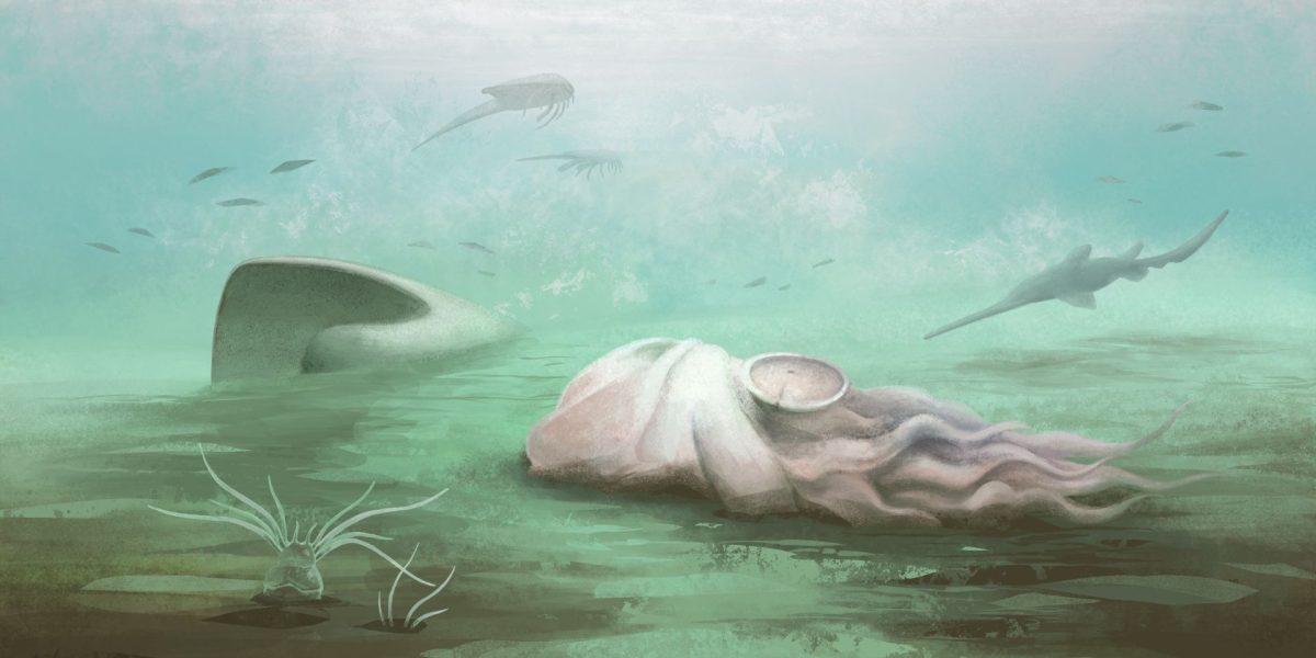 O fosilă celebră, considerată mult timp cea mai veche caracatiță din lume, s-a dovedit a fi, de fapt, o rudă a nautilului