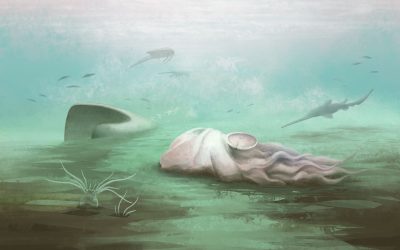 O fosilă celebră, considerată mult timp cea mai veche caracatiță din lume, s-a dovedit a fi, de fapt, o rudă a nautilului