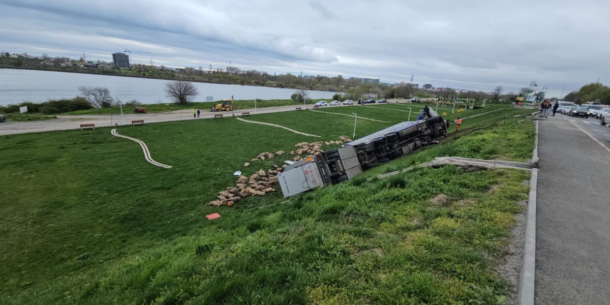 Camion cu 160 de oi morțe, răsturnat pe șosea