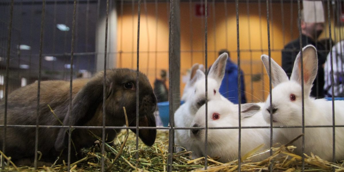 Iepurele, nu un cadou de sezon: Cruciada pentru drepturile animalelor