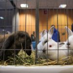 Iepurele, nu un cadou de sezon: Cruciada pentru drepturile animalelor