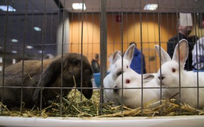 Iepurele, nu un cadou de sezon: Cruciada pentru drepturile animalelor