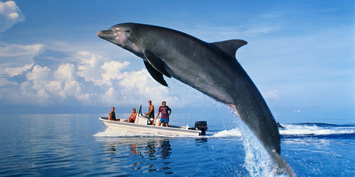 Drama pe litoralul românesc: 23 de delfini morți, găsiți pe plajele din Constanța