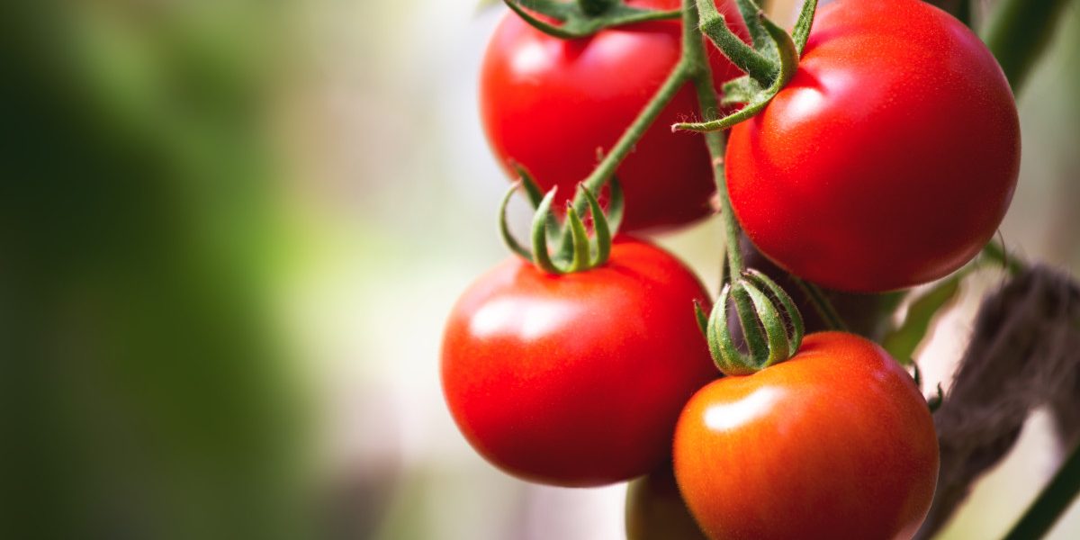 Roșiile românești au prețuri record la poarta solarului: „cele mai mari costuri”