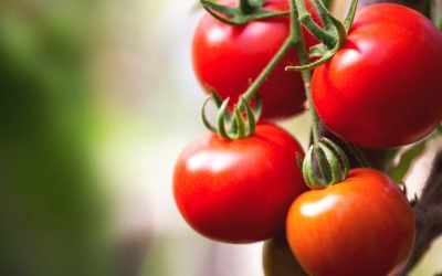 Roșiile românești au prețuri record la poarta solarului: „cele mai mari costuri”