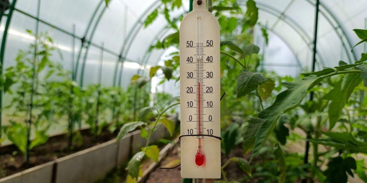 Răsadurile, în suferință: Temperaturile extreme pun pe jar legumicultorii din România