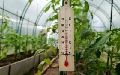 Răsadurile, în suferință: Temperaturile extreme pun pe jar legumicultorii din România