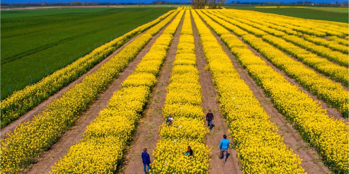 Criza SUA-Iran: Piețele agricole, în derivă. România, ferită de penurie