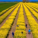 Criza SUA-Iran: Piețele agricole, în derivă. România, ferită de penurie