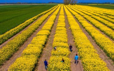 Criza SUA-Iran: Piețele agricole, în derivă. România, ferită de penurie