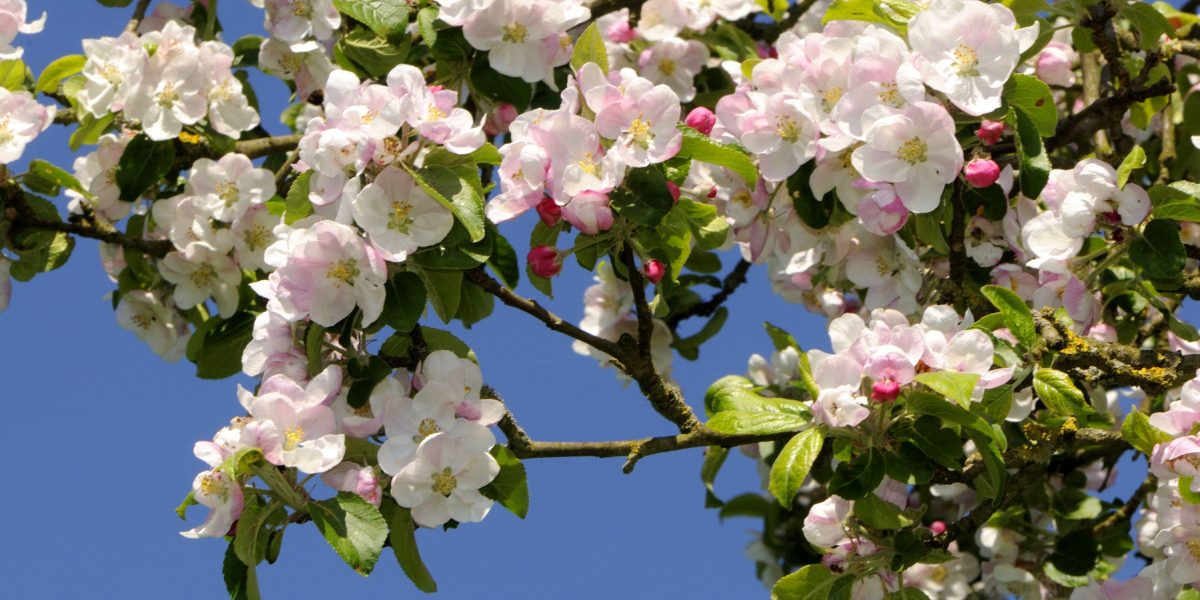 Paște cu vreme de… România: ANM a dat prognoza pe regiuni