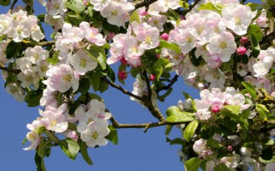 Paște cu vreme de… România: ANM a dat prognoza pe regiuni