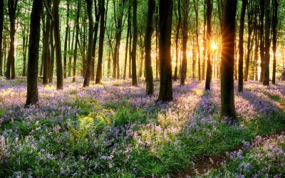 Vremea se schimbă: ANM anunță ce ne așteaptă în următoarele patru săptămâni Administrația Națională de Meteorologie (ANM) a emis prognoza meteo pentru perioada 6 aprilie – 4 mai