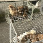 Apartament-groază în București: 25 de câini salvați din infern de ASPA