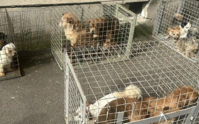 Apartament-groază în București: 25 de câini salvați din infern de ASPA