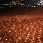 Costuri uriașe pentru pomii fructiferi: „Am ars 40.000 de euro”! De ce-s cireșele scumpe