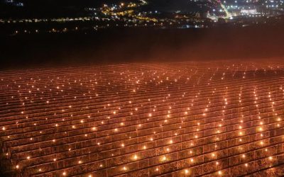 Costuri uriașe pentru pomii fructiferi: „Am ars 40.000 de euro”! De ce-s cireșele scumpe