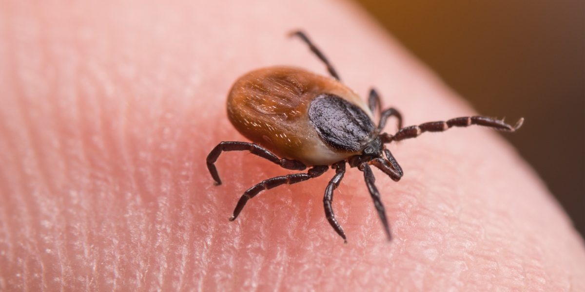 Noua armă anti-căpușe: Savanții francezi vin cu o soluție!