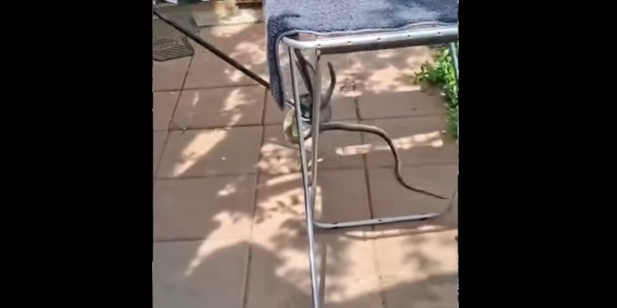 Șarpe de 2 metri, SURPRIZĂ în casa unei femei din Galați: A sunat la 112