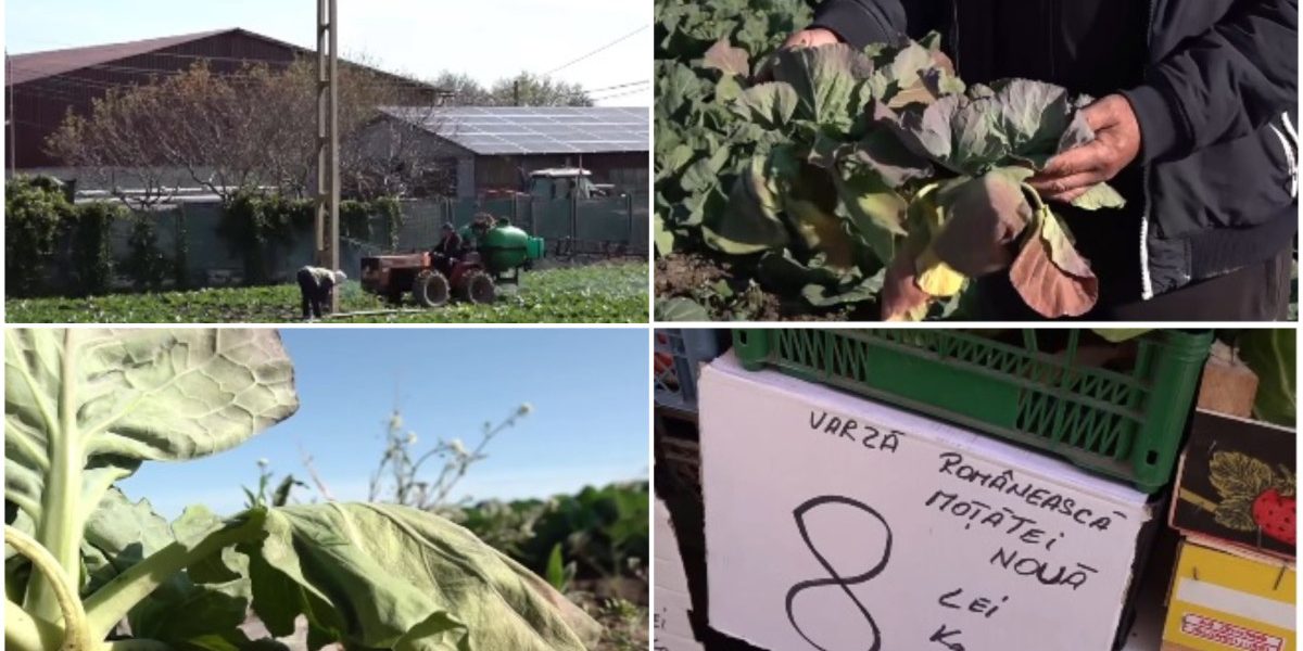 Varza de primăvară, distrusă de vreme în Dolj: „Rămânem cu ea pe câmp”