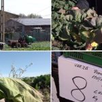 Varza de primăvară, distrusă de vreme în Dolj: „Rămânem cu ea pe câmp”