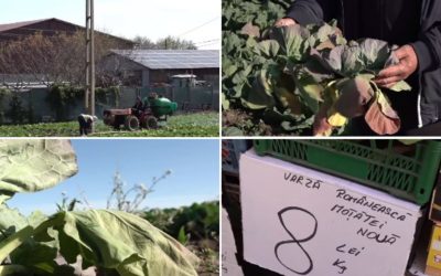Varza de primăvară, distrusă de vreme în Dolj: „Rămânem cu ea pe câmp”